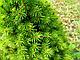 Ель канадская Коника (Picea glauca ‘Conica’) С 35 В.90-110 см, фото 5