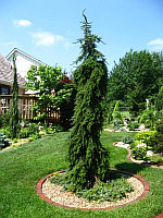Ель сербская Пендула (Picea Omorika Pendula)