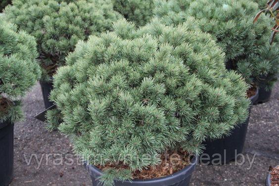Сосна сильвестрис Ватерери (Pinus sylvestris Watereri ), С5, выс:90-100см - фото 5 - id-p4241202