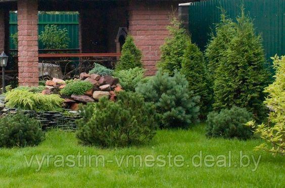 Сосна сильвестрис Ватерери (Pinus sylvestris Watereri ), С5, выс:90-100см - фото 6 - id-p4241202