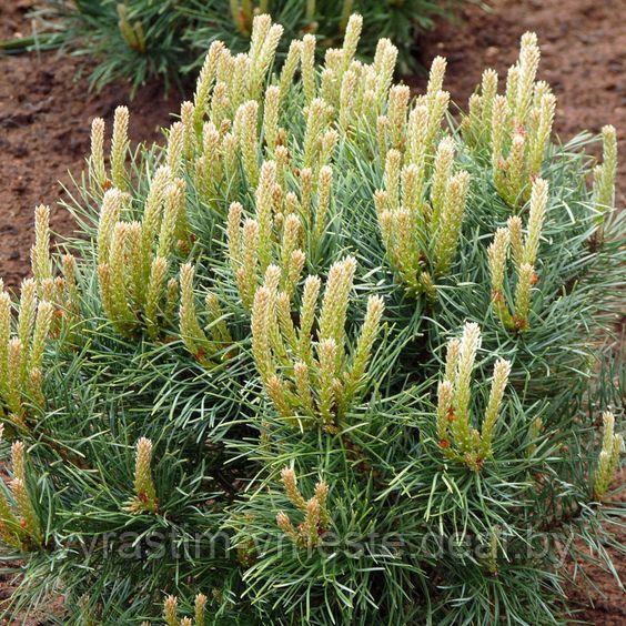Сосна сильвестрис Ватерери (Pinus sylvestris Watereri ), С5, выс:90-100см - фото 3 - id-p4241202