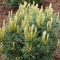 Сосна сильвестрис Ватерери (Pinus sylvestris Watereri ), С7,5, выс:95-110 см