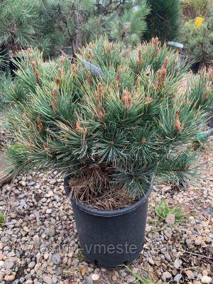 Сосна сильвестрис Ватерери (Pinus sylvestris Watereri ) - фото 1 - id-p123513526