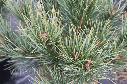 Сосна сильвестрис Ватерери (Pinus sylvestris Watereri ) - фото 3 - id-p123513526