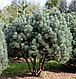 Сосна сильвестрис Ватерери (Pinus sylvestris ‘Watereri’), фото 6