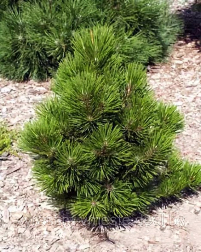 Сосна белокорая Малинки (Pinus heldreichii Malinki) С7.5-10 Выс. 70-75 см - фото 2 - id-p49154126