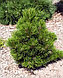 Сосна белокорая Малинки (Pinus heldreichii Malinki) С7.5-10 Выс. 70-75 см, фото 2