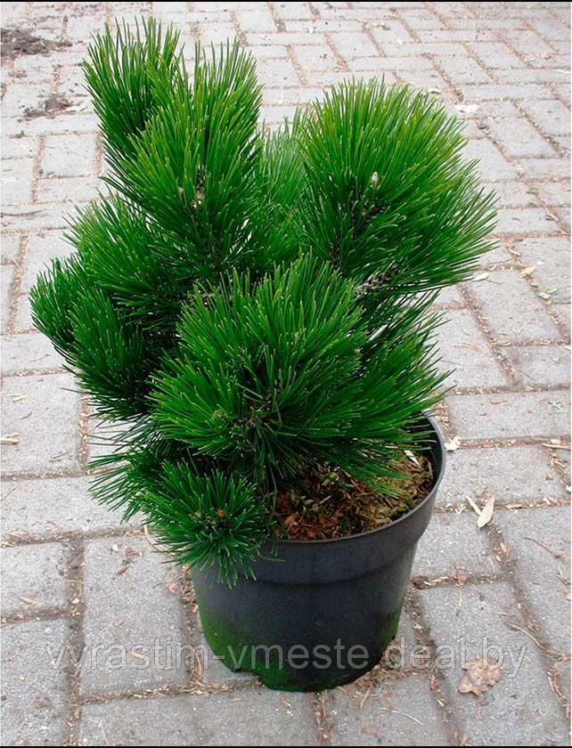 Сосна белокорая Малинки (Pinus heldreichii Malinki) С7.5-10 Выс. 70-75 см - фото 3 - id-p49154126