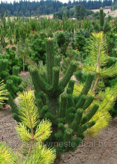 Сосна черная Орегон Грин (Pinus nigra Oregon Green) С50 выс.210 см - фото 2 - id-p100741991