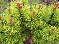 Сосна горная Офир (Pinus mugo Ophir) С5 выс.35см