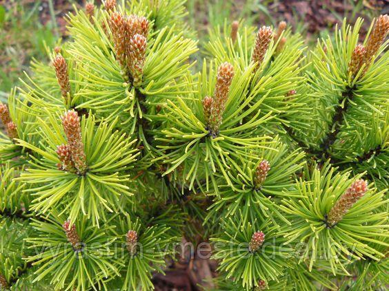Сосна горная Офир (Pinus mugo Ophir) С5 выс.35см - фото 1 - id-p14437349
