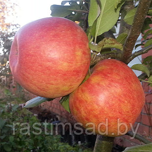 Яблоня Хоней Крисп (Honey Crisp)