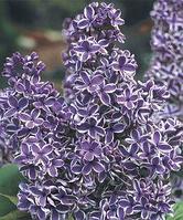 Сирень обыкновенная Сенсация (Syringa vulgaris Sensation) С7.5