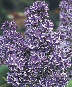 Сирень обыкновенная Сенсация (Syringa vulgaris Sensation) С7.5 - фото 1 - id-p49153578