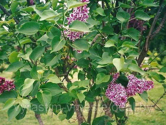 Сирень обыкновенная Сенсация (Syringa vulgaris Sensation) С7.5 - фото 2 - id-p49153578