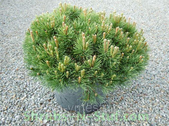 Сосна горная / муго Пумилио (Pinus mugo Pumilio) С20 выс. 50 см - фото 1 - id-p4241206