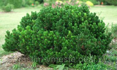 Сосна горная Шервуд Компакт (Pinus mugo Sherwood Compact) С5, 20-25 см - фото 1 - id-p123554591