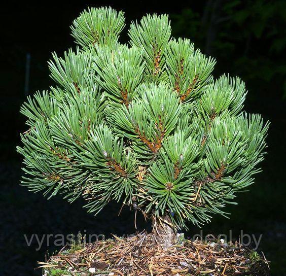 Сосна горная Шервуд Компакт (Pinus mugo Sherwood Compact) С5, 20-25 см - фото 3 - id-p123554591