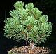 Сосна горная Шервуд Компакт (Pinus mugo Sherwood Compact) С5, 20-25 см, фото 3