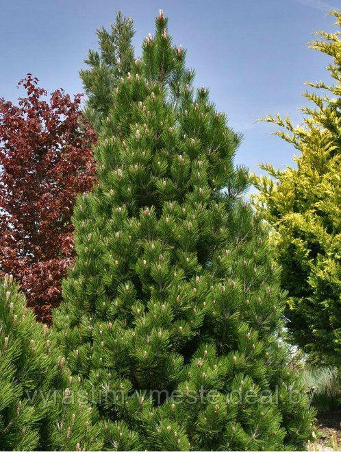 Сосна леукодермис/ белокорая (Pinus leucodermis)60-70см - фото 1 - id-p4241404