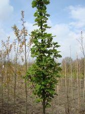 Рябина обыкновенная Фастигиата (Sorbus aucuparia Fastigiata) С10 В.200 см - фото 3 - id-p49149799