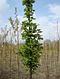 Рябина обыкновенная Фастигиата (Sorbus aucuparia Fastigiata) С10 В.200 см, фото 3