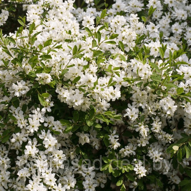 Belgium Plants Van. Экзохорда Мэджикал Спрингтайм - фото 1 - id-p123704635