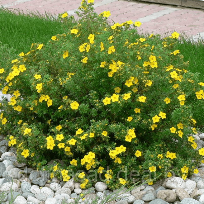 Belgium Plants Van. Лапчатка кустарниковая Лонгакр - фото 1 - id-p123704656