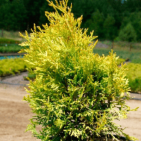 Belgium Plants Van. Туя западная Голден Энни