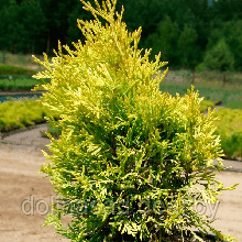 Belgium Plants Van. Туя западная Голден Энни