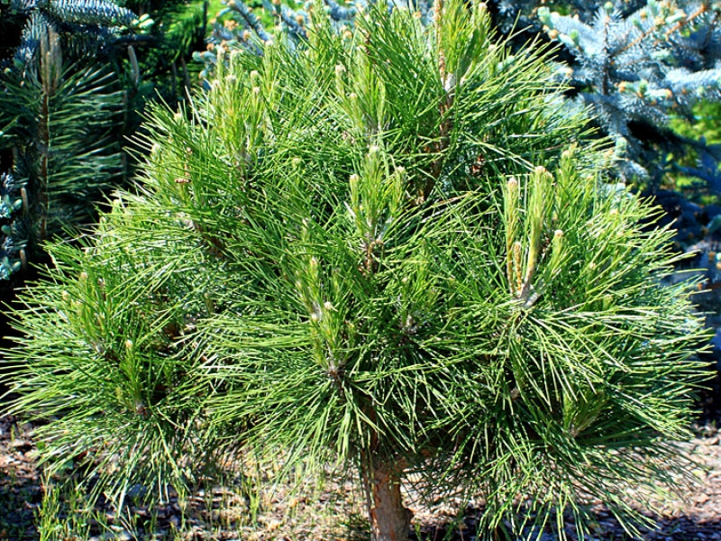 Сосна чёрная австрийская Спилберг (Pinus nigra Spielberg) C5 - фото 2 - id-p123740344