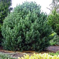 Сосна обыкновенная Аргентеа Компакта (Pinus sylvestris Argentea Compacta) С5