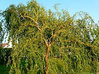Ива вавилонская Tortuosa (Salix Babylonica Tortuosa) C2