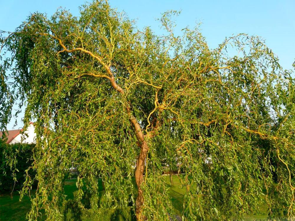 Ива вавилонская Tortuosa (Salix Babylonica Tortuosa) C2 - фото 1 - id-p123825685