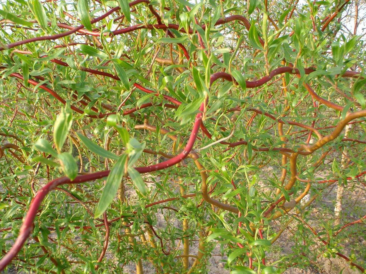 Ива вавилонская Tortuosa (Salix Babylonica Tortuosa) C2 - фото 2 - id-p123825685