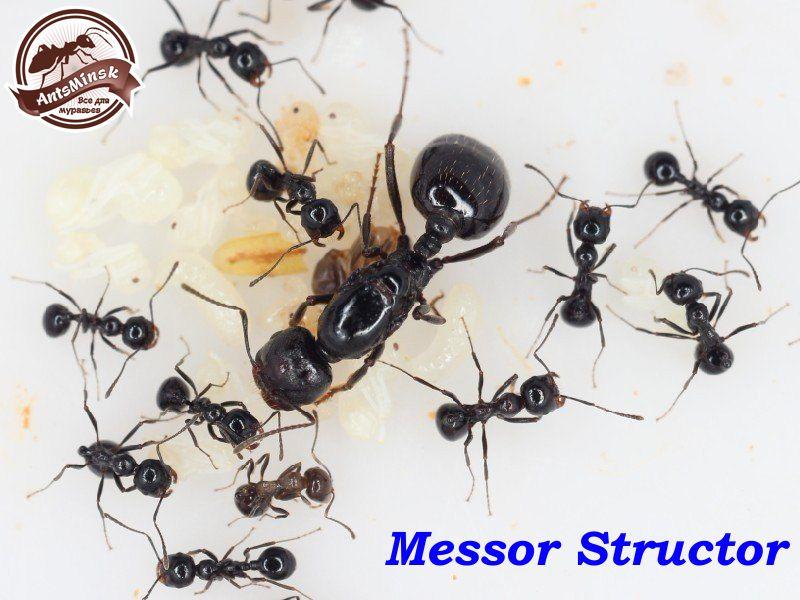 Messor structor муравей-жнец - фото 1 - id-p108335785