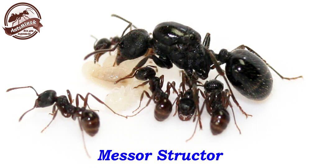 Messor structor муравей-жнец - фото 2 - id-p108335785
