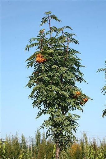 Рябина Фланрок /Аутум Спайер ( Sorbus Flanrock / Autumn Spire ) С10 В.120 см - фото 4 - id-p124099681