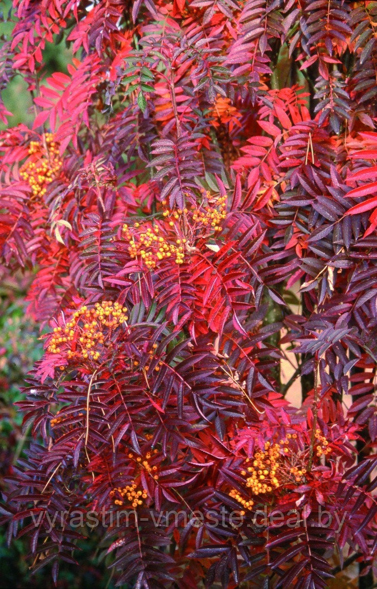 Рябина Фланрок /Аутум Спайер ( Sorbus Flanrock / Autumn Spire ) С10 В.120 см - фото 2 - id-p124099681