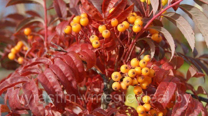 Рябина Фланрок /Аутум Спайер (  Sorbus Flanrock / Autumn Spire ) С10 В.120 см