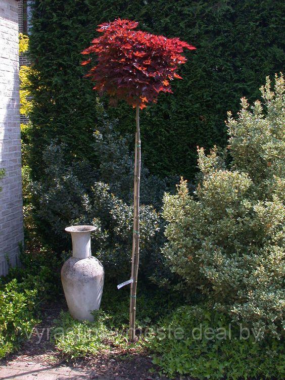 Клен остролистный Кримсон Центри (Acer platanoides Crimson Sentry ), С15, выс:100-180 см - фото 2 - id-p124100580
