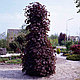 Клен остролистный Кримсон Центри (Acer platanoides ‘Crimson Sentry’), С15, выс:100-180 см, фото 4