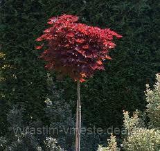 Клен остролистный Кримсон Центри (Acer platanoides Crimson Sentry ), С15, выс:100-180 см - фото 6 - id-p124100580