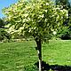 Клен Леопольди (Acer pseudoplatanus Leopoldii) С10, выс:200 см, фото 3