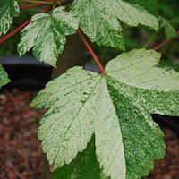 Клен Леопольди (Acer pseudoplatanus Leopoldii) С10, выс:200 см