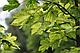 Клен Леопольди (Acer pseudoplatanus Leopoldii) С10, выс:200 см, фото 2