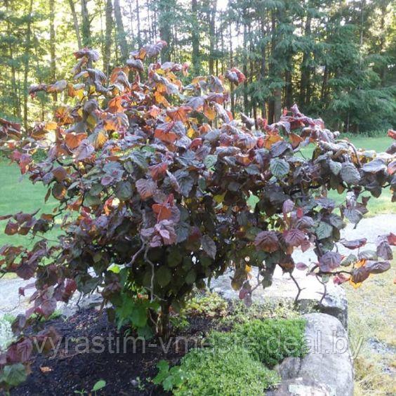 Лещина повислая Ред Маджестик (Corylus avellana Red Majestic) С10, выс. 160см - фото 1 - id-p124302342