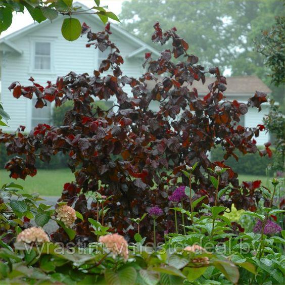 Лещина повислая Ред Маджестик (Corylus avellana Red Majestic) С10, выс. 160см - фото 2 - id-p124302342