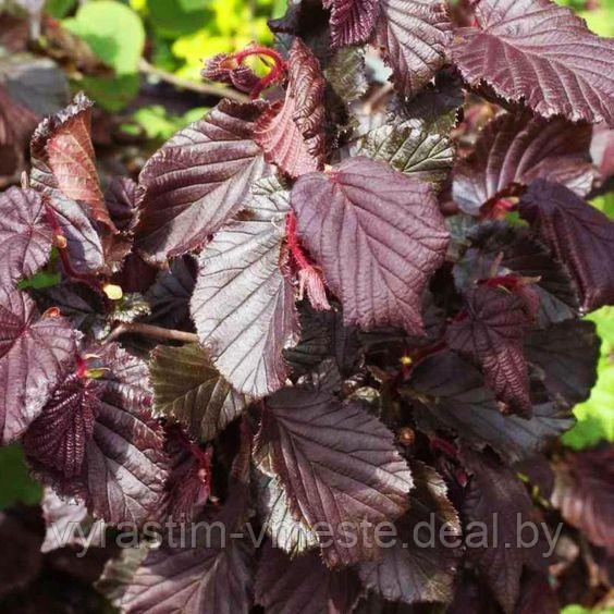 Лещина повислая Ред Маджестик (Corylus avellana Red Majestic) С10, выс. 160см - фото 3 - id-p124302342