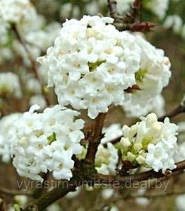 Калина Фаррери 'Candidissimum' (Viburnum farreri 'Candidissimum') ШТАМБ С10 В.150-180 см - фото 2 - id-p124306963